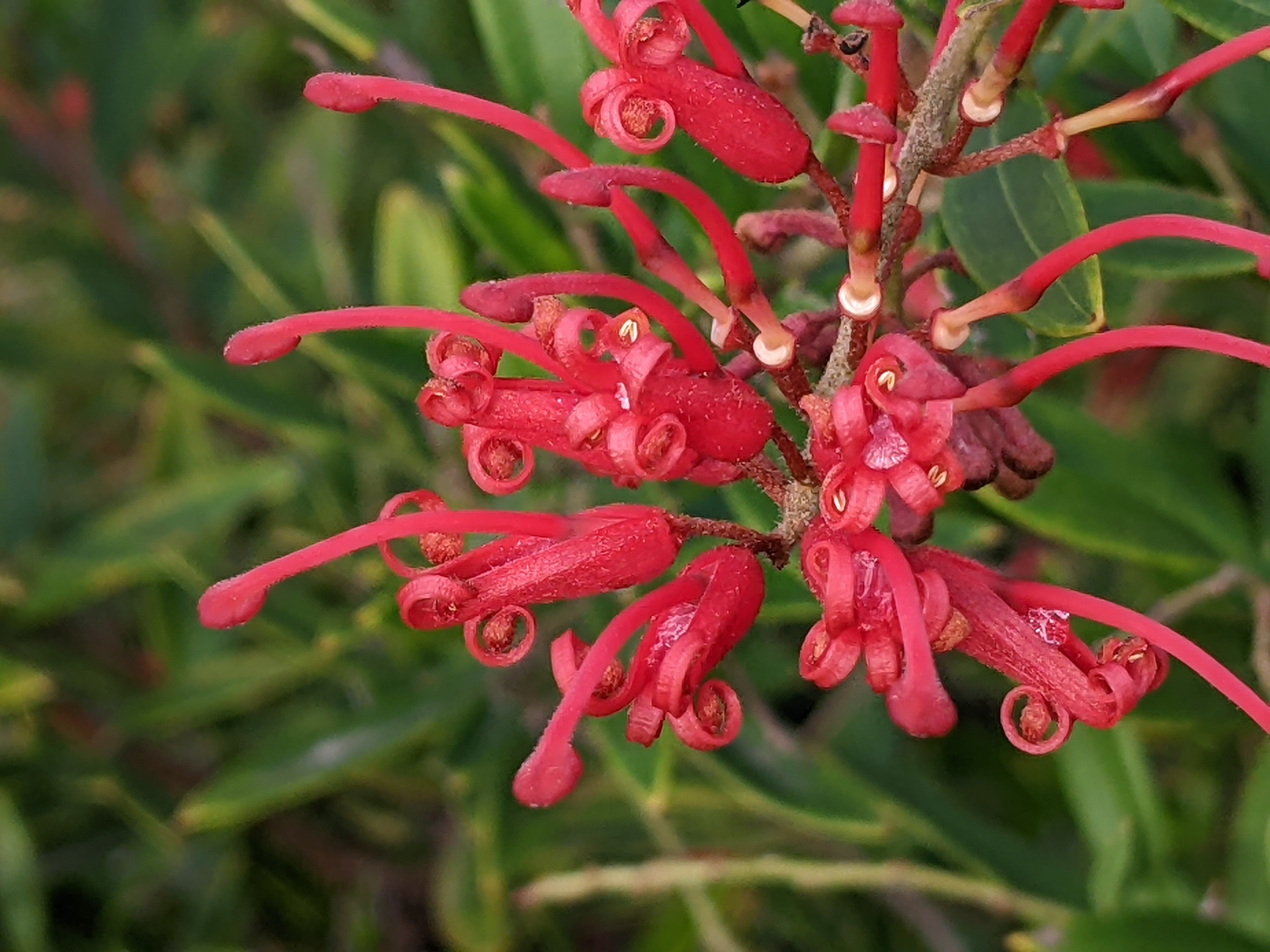 Grevillea