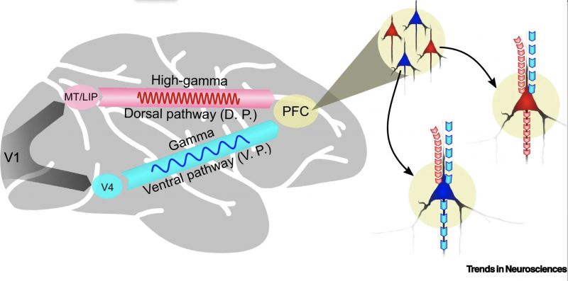 An informal diagram of the brain showing the high-gamma dorsal pathway (beginning at point MT/LIP) intersecting with the gamma ventral pathway (beginning at point V4) at point PFC.