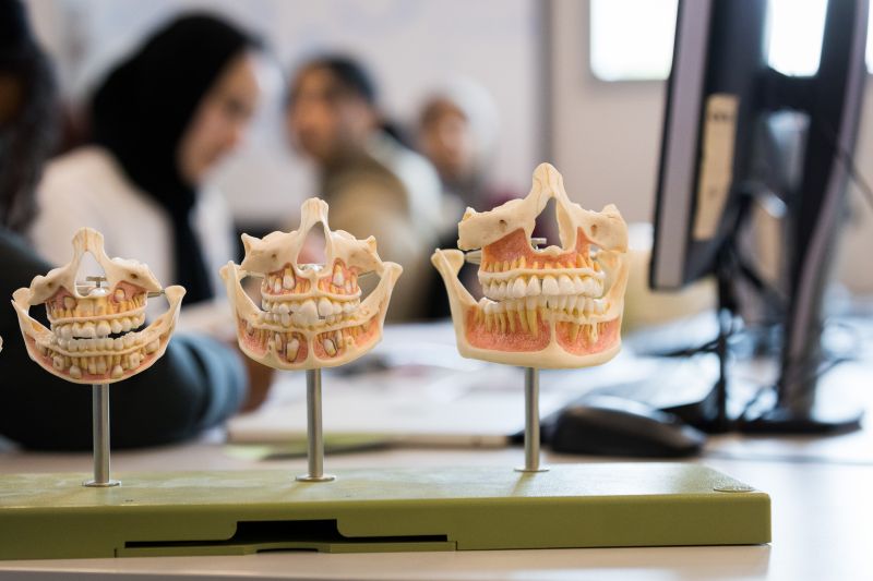 Teeth models with students out of focus in the background.