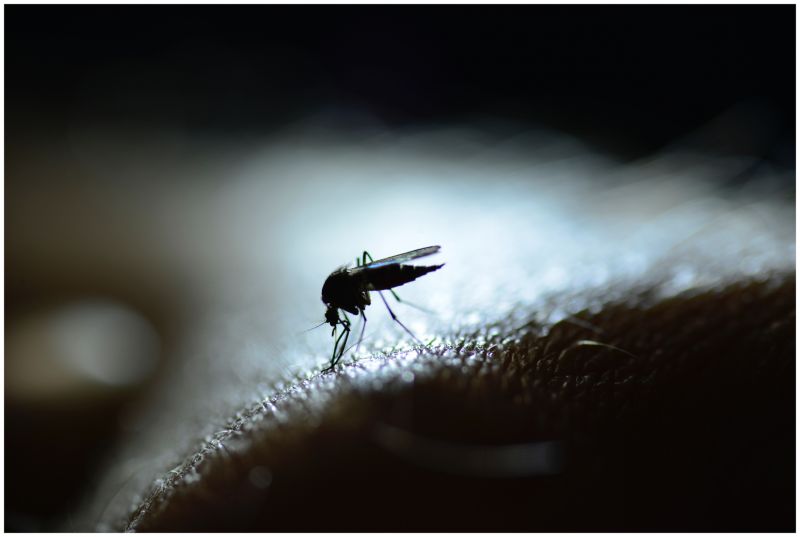 A close-up photo of a mosquito on human skin.
